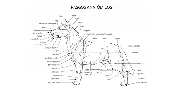 Anatomía de los perros
