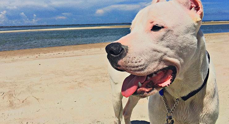 Dogo Argentino en la playa