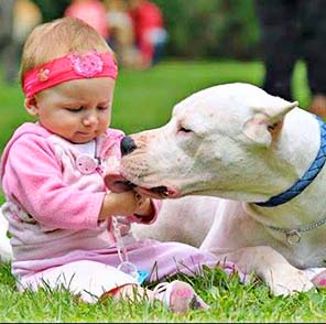 Dogo Argentino protegiendo a una niña bebé