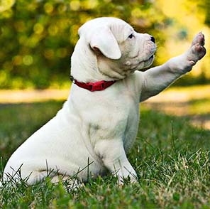 Cachorro de dogo argentino mostrando su pata delantera