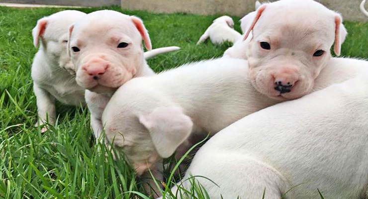 Cachorros de dogo argentino recién nacidos
