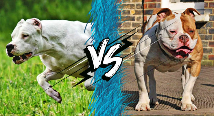 Dogo argentino y bulldog frente a frente