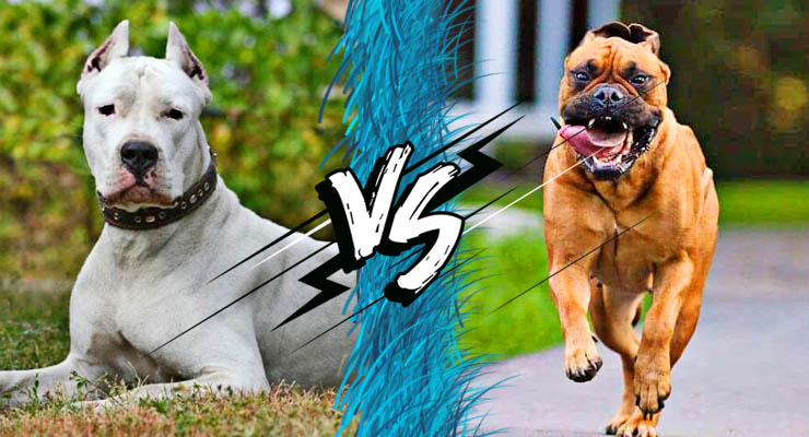 Dogo argentino y bullmastiff frente a frente