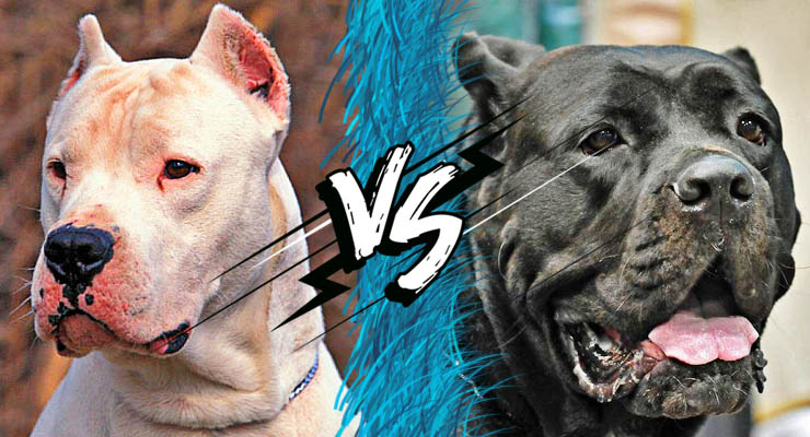 Dogo argentino y cane corso frente a frente