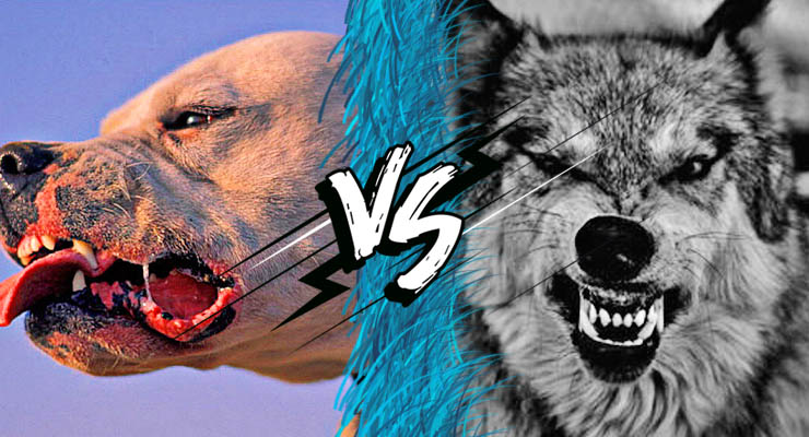 Dogo argentino y lobo frente a frente