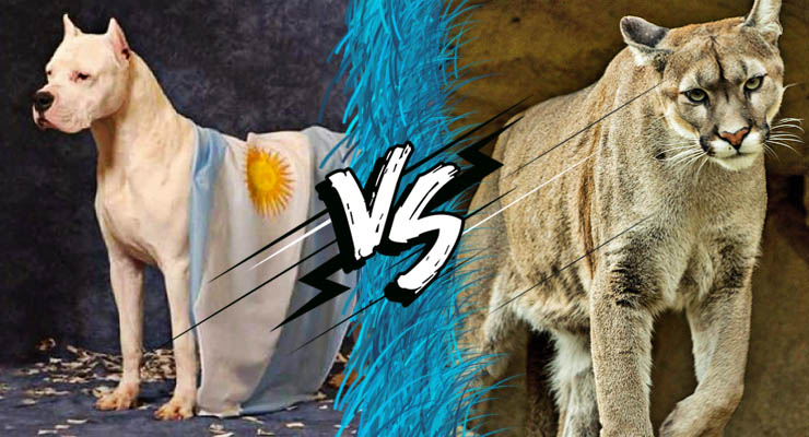 Dogo Argentino y Puma enfrentados
