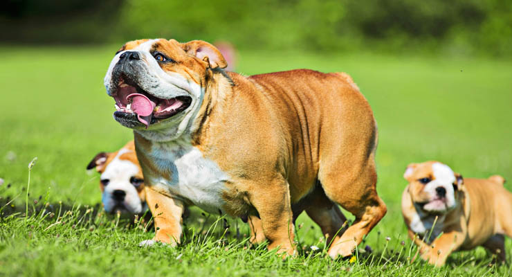 Bulldog Inglés con cachorros corriendo en el campo