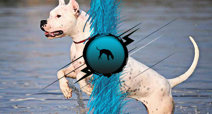 Dogo argentino cazando