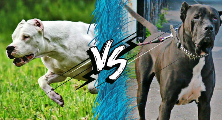 Dogo argentino y bully kutta frente a frente