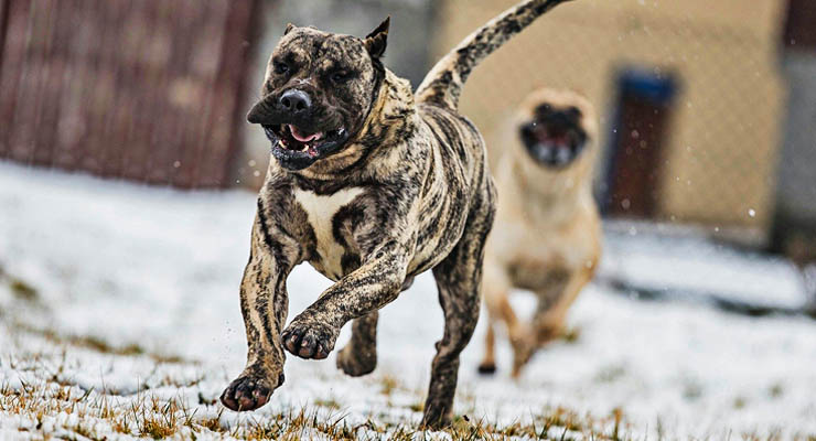 Dogo Presa Canario corriendo